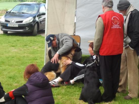 Soin lors d'un concours d'agility