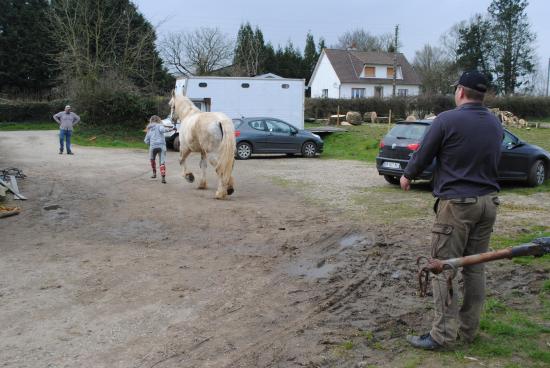Cheval au trot en ligne droite